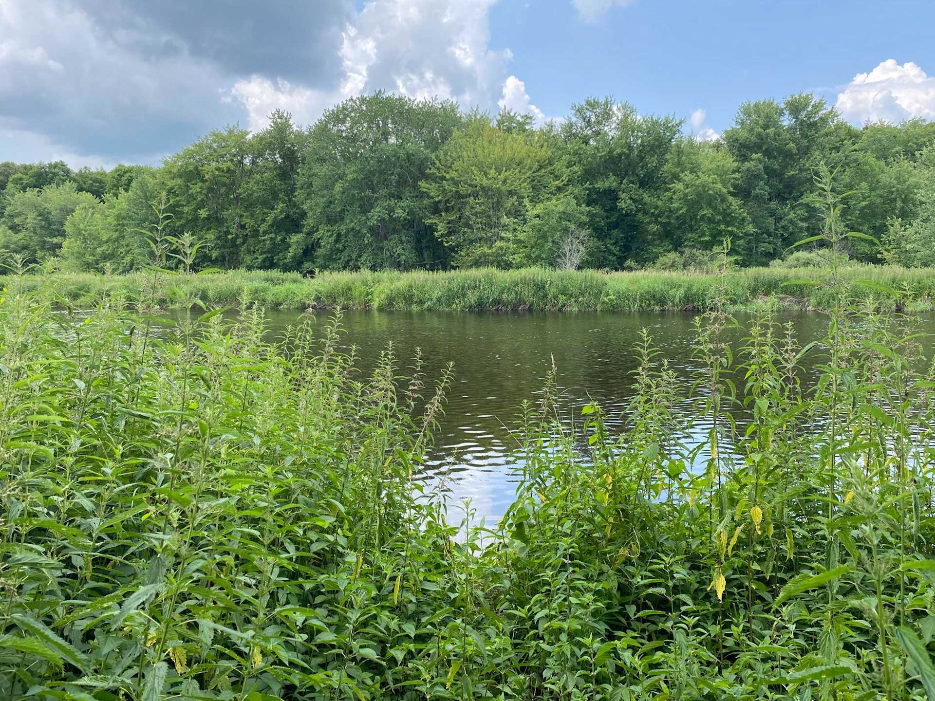 The Peshtigo River flowing past wooded banks near Lakewood, Wisconsin
