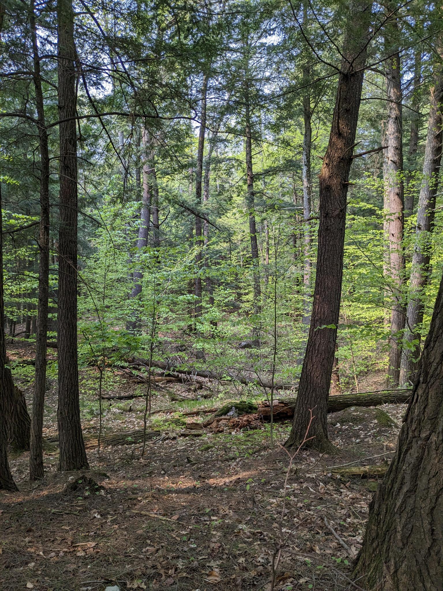 Sunlight through the forest understory on the camp's 11 acres