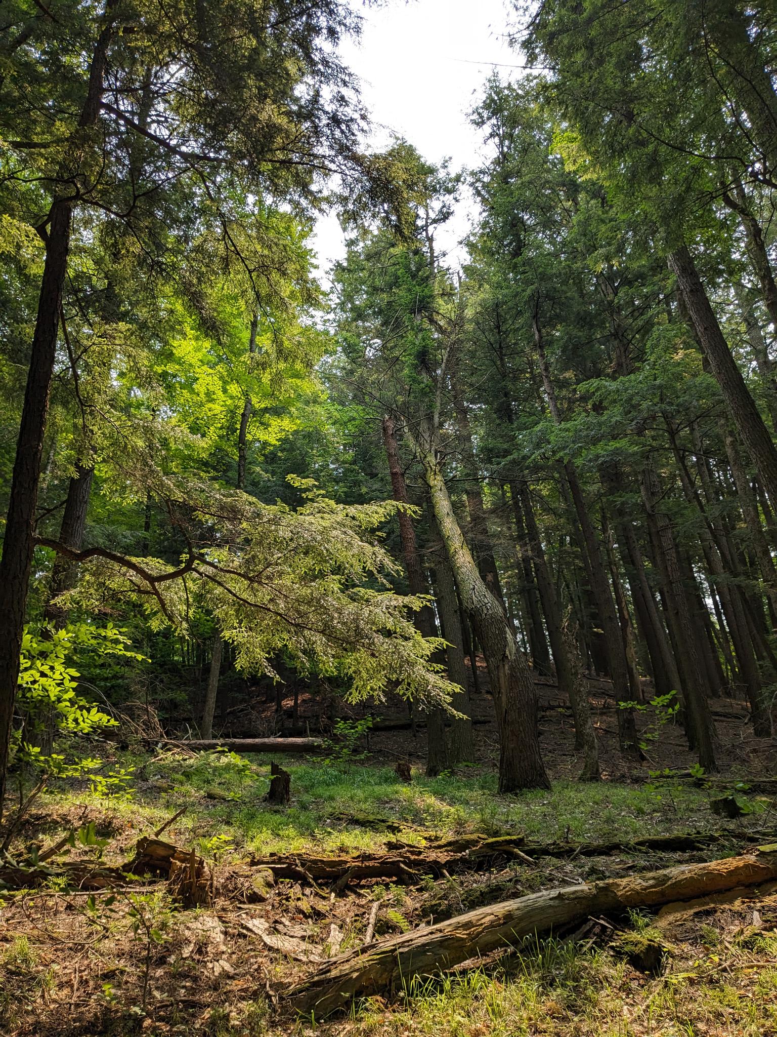 Tall hemlocks and pines in the county forest bordering the camp