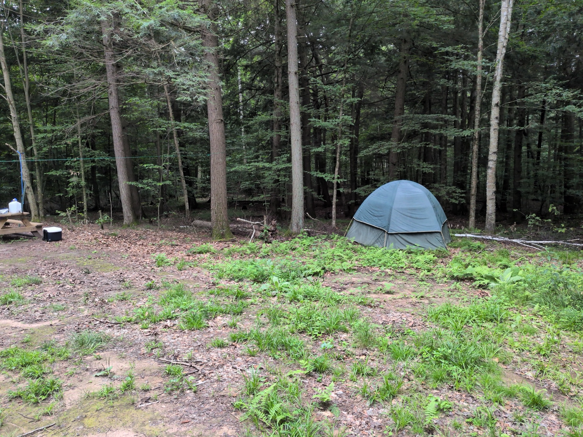 A dome tent tucked among tall hemlocks at the edge of the campsite clearing
